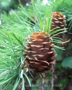 Larix_leptolepis2